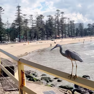 Heron seen on a Travel Ideology Sydney Tours Northern Beaches Tour.