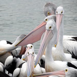 pelicans