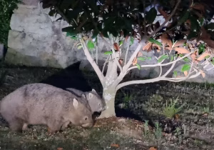 Madre e hijo de uómbat encontrados en un tour de Travel Ideology Walking with Wild Wombats.