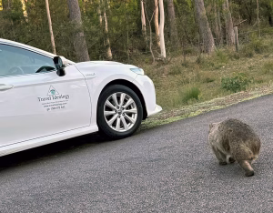 ¿Por qué cruzó el uómbat la carretera? Para unirse a un tour de Travel Ideology Walking with Wild Wombats.