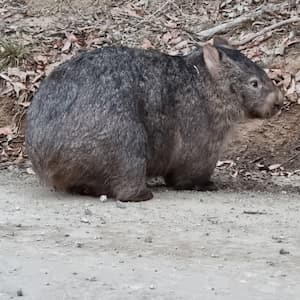Wombat encountered on a Travel Ideology tour.