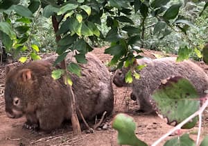 Un wombat en la libertad y su cría fueron vistos durante una excursión de Travel Ideology por Sídney.