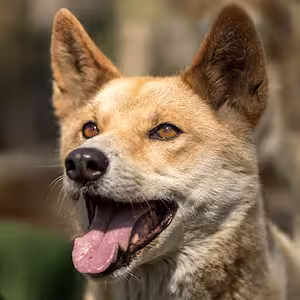 Dingo in the bush.