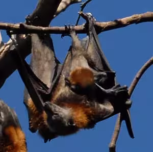 flying fox mother and pup