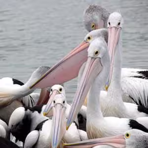 pelicans