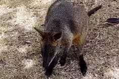 wallaby on cruise ship shore excursion with Travel Ideology